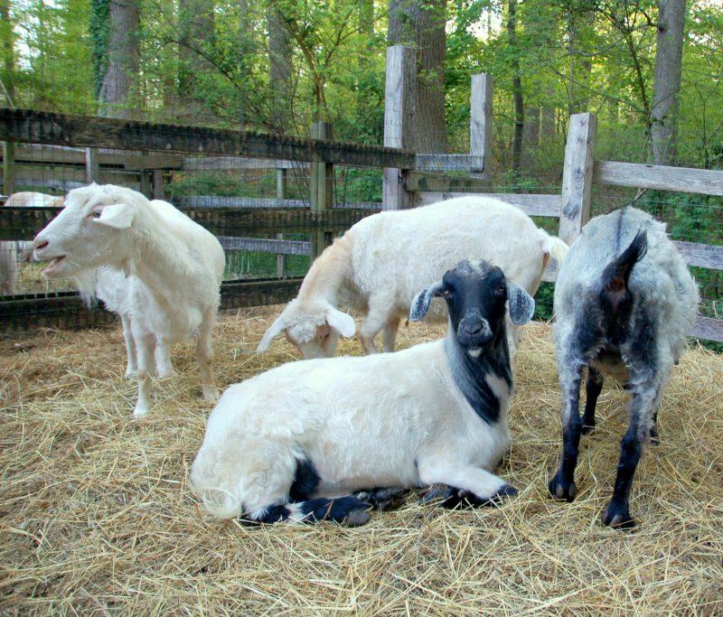 Shearing the Pygora Goat for Mohair Fiber Collection Backyard Goats